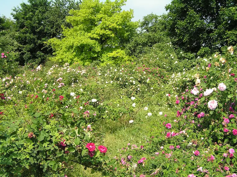 Rosenhang Karben - Heimat & Nähe